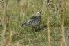 Dotterel at Gunners Park (Richard Howard) (92857 bytes)